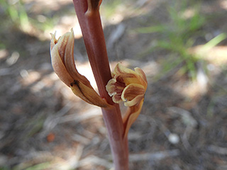 Hexalectris arizonica (Spiked crested coralroot)