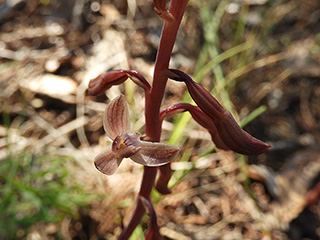 Hexalectris nitida (Glass mountain crested coralroot)