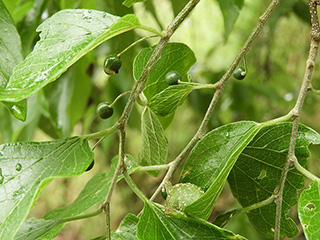 Celtis laevigata var. texana (Texan sugarberry)