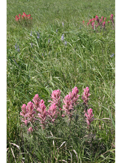 Castilleja purpurea (Prairie paintbrush)