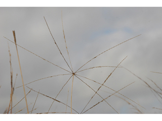 Chloris texensis (Texas windmill grass)