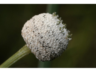 Eriocaulon decangulare (Ten-angle pipewort)