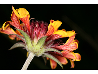 Gaillardia aestivalis var. aestivalis (Lanceleaf blanketflower)