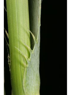 Eryngium yuccifolium var. yuccifolium (Button eryngo)