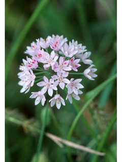 Allium canadense var. mobilense (Meadow garlic)