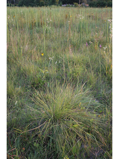 Spartina spartinae (Gulf cordgrass)