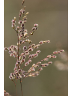 Anthaenantia rufa (Purple silkyscale )