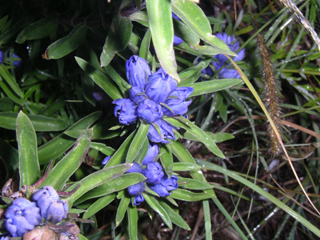 Gentiana affinis (Pleated gentian)