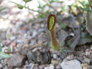 Aristolochia watsonii (Indianroot)