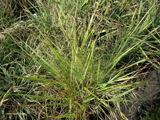 Eragrostis spectabilis (Purple lovegrass)