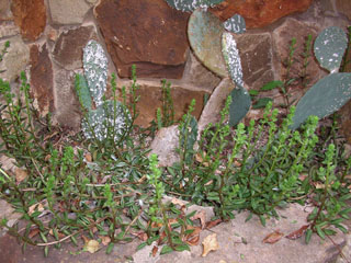 Lenophyllum texanum (Coastal stonecrop)