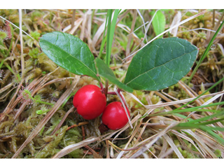 Gaultheria procumbens (Eastern teaberry)