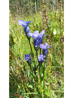 Gentianopsis thermalis (Rocky mountain fringed gentian)