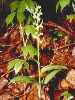 Dactylorhiza viridis (Longbract frog orchid)