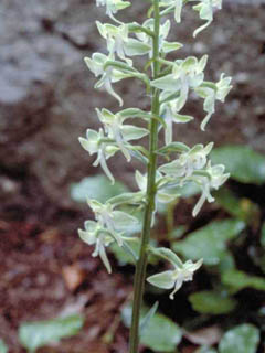 Platanthera orbiculata (Lesser roundleaved orchid)