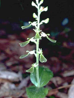 Listera convallarioides (Broadlipped twayblade)