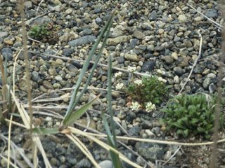 Cochlearia groenlandica (Danish scurvygrass)