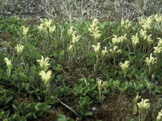 Pedicularis capitata (Capitate lousewort)