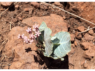 Asclepias nummularia (Tufted milkweed)