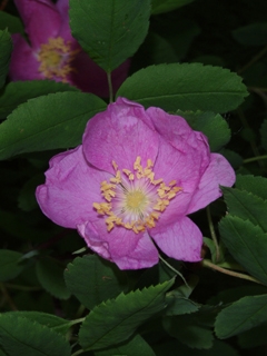 Rosa acicularis (Prickly rose)