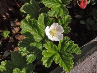 Rubus chamaemorus (Cloudberry)