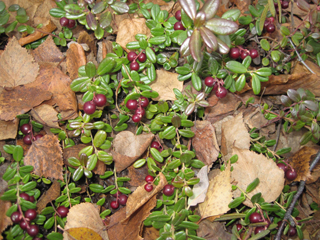 Vaccinium vitis-idaea (Lingonberry)