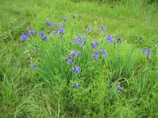 Iris setosa (Beachhead iris)