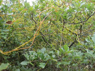 Cuscuta exaltata (Tree dodder)