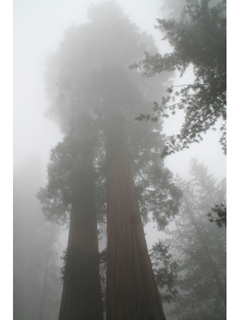 Sequoiadendron giganteum (Giant sequoia)