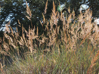 Sorghastrum nutans (Indiangrass)