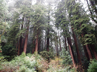 Sequoia sempervirens (Coast redwood)