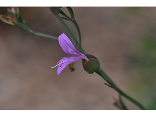 Dicliptera resupinata (Arizona foldwing)