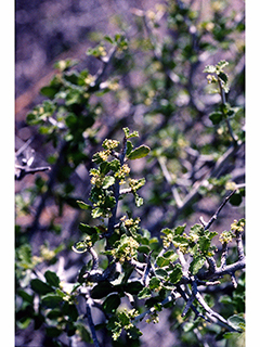 Bernardia obovata (Desert myrtlecroton)