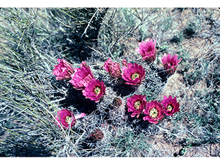 Echinocereus fendleri ssp. fendleri (Pinkflower hedgehog cactus)