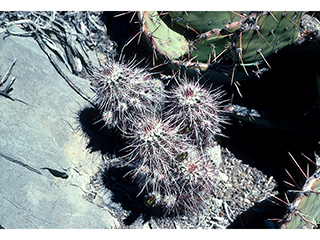 Echinocereus viridiflorus var. cylindricus (Green-flowered hedgehog cactus)