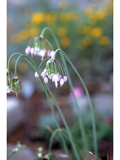 Allium cernuum (Nodding onion)