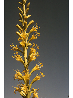 Agave schottii (Schott's century plant)