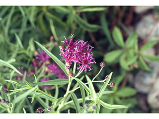 Vernonia marginata (Plains ironweed)