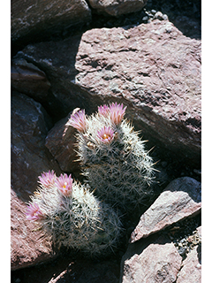 Escobaria albicolumnaria (Column foxtail cactus)