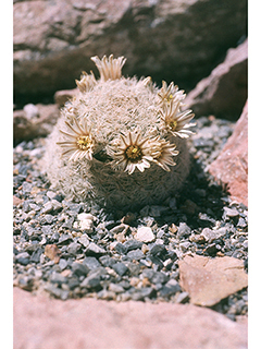 Mammillaria lasiacantha (Lacespine nipple cactus)
