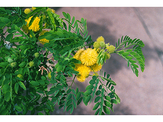Leucaena retusa (Goldenball leadtree)