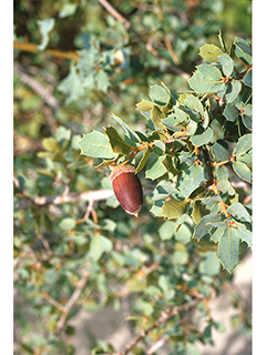 Quercus vaseyana (Vasey oak)