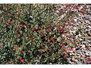 Salvia henryi (Crimson sage)