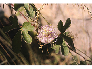 Passiflora foetida var. gossypiifolia (Cottonleaf passionflower)