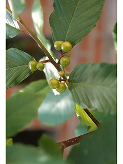 Frangula betulifolia (Beechleaf frangula)