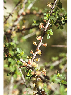Prunus havardii (Havard's plum)