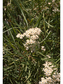 Vauquelinia corymbosa ssp. angustifolia (Chisos rosewood)