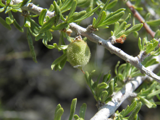 Prunus fasciculata (Desert almond)