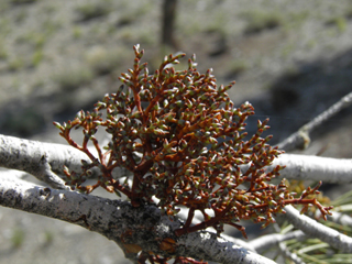 Arceuthobium divaricatum (Pinyon dwarf mistletoe)