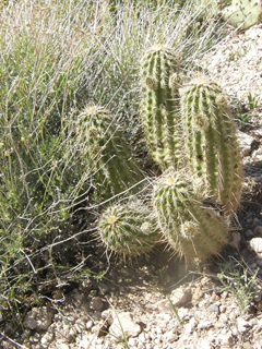Echinocereus fasciculatus (Pinkflower hedgehog cactus)